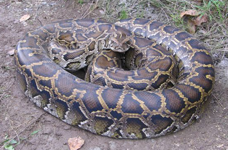 Burmese Pythons Florida residents can now hunt pythons