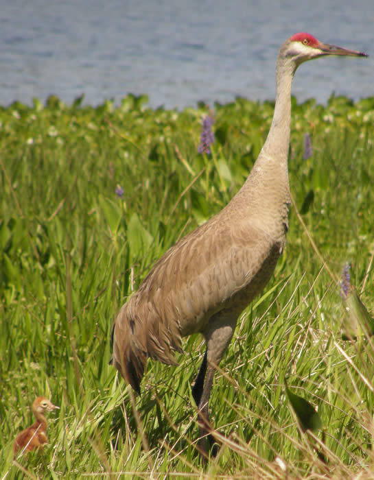 Cranes In Florida