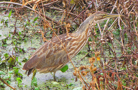 American Bittern Florida marsh bird