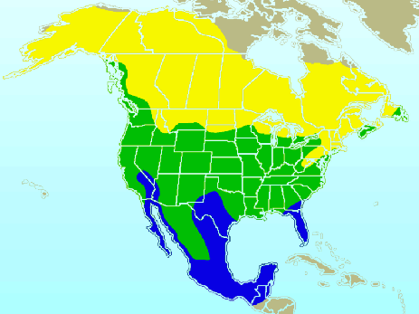 Rangemap of the American Robin Florida