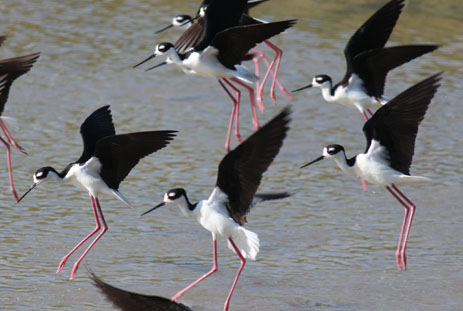 Black-necked stilt Black Necked Stilt Florida Shorebirds black and white bird