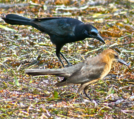 Male and Female Boat-tailed Grackle Florida birds parking lots