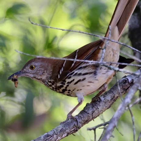Brown Thrasher Florida striped breast brown bird