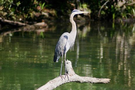 Blue Heron, Bird Watching, Birding, Hiking, Florida Wetlands, Fort Myers Attractions