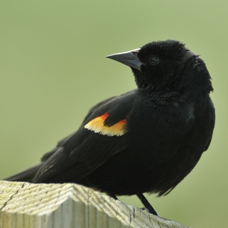 Red-winged blackbird Florida