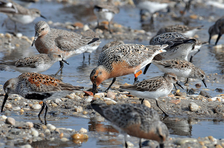 Red Knot Gregory Breese USFWS Florida