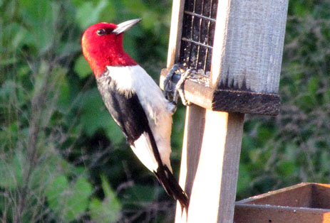 Red-headed woodpecker Florida red headed on feeder