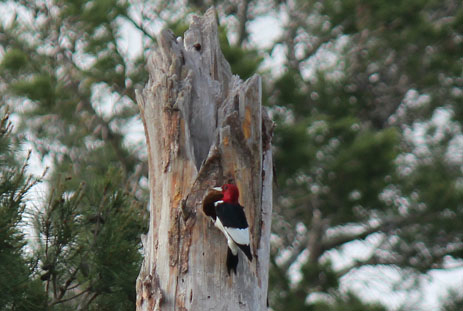 Red headed woodpecker Florida Red-headed Red and White