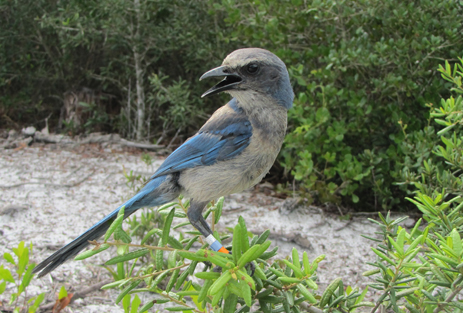 Florida Scrub Jay blue bird florida scrub