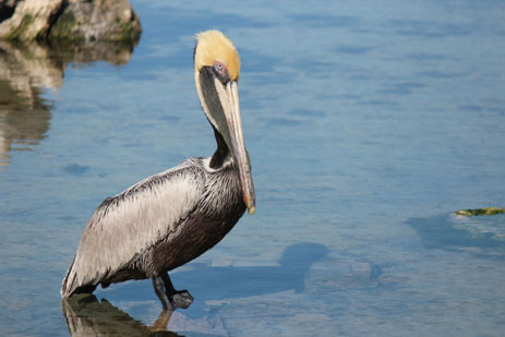 Brown Pelican Diving bird Florida shorebird threatened