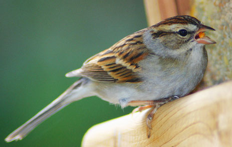 Chipping Sparrow Florida Bird Feeder