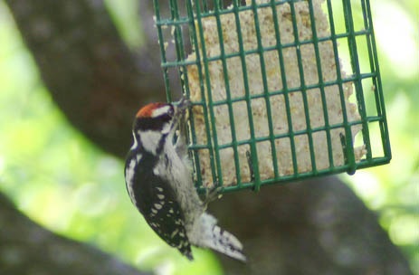 Downy Woodpecker Florida 