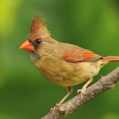Northern cardinal female Florida bright red bird