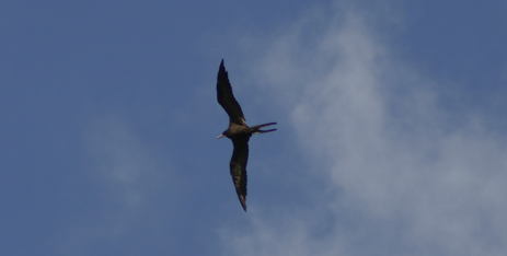Magnificent Frigatebird Florida in flight soaring 