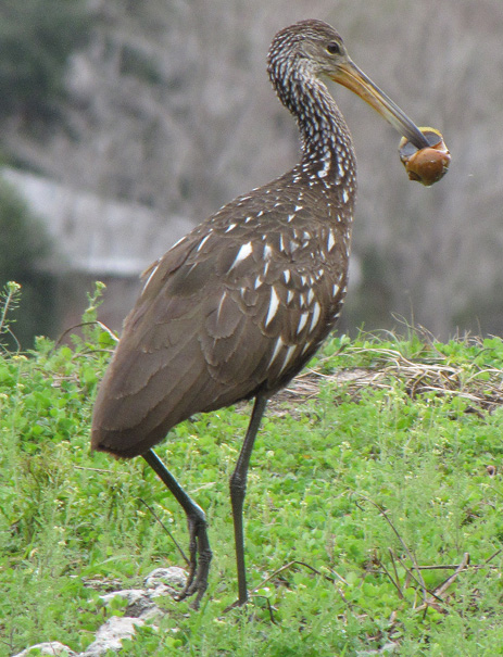 Limpkin with exotic apple snail Florida Withlacoochee
