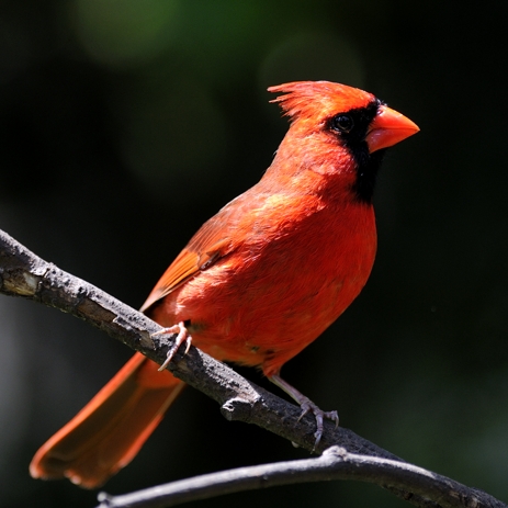 Northern Cardinal male Florida bright red bird