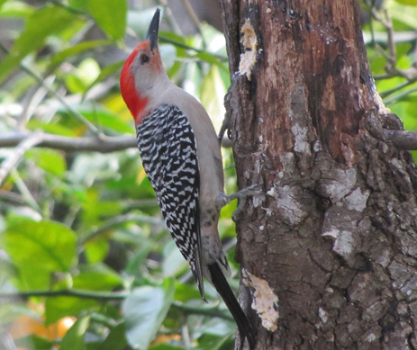 Male Red-bellied woodpecker on tree Florida Woodpeckers