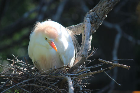 Nesting Cattle egret white bird in a nest cow bird