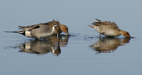 Male and Female Northern Pintails Florida