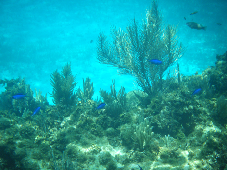 Blue Chromis swimming aquarium fish Florida