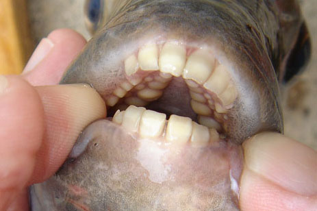 Montana Fish Wildlife  Parks on Sheephead Are More Akin To Human Teeth Than Fish Teeth