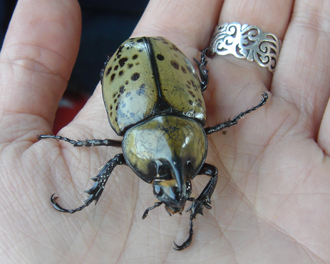 Hercules Beetle giant beetle