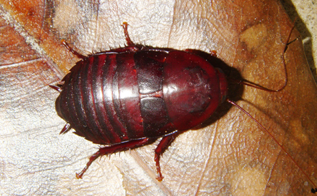 Palmetto Bug Florida Woods Cockroach