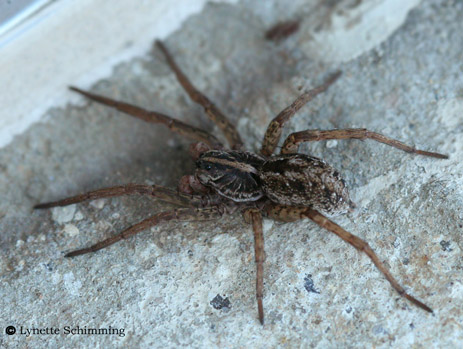Wolf Spiders Florida Eco Travel Guide