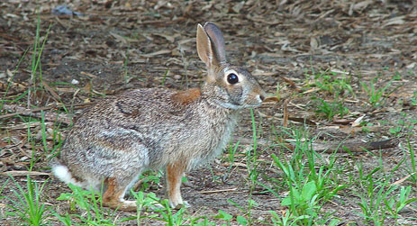 Florida Marsh Rabbit