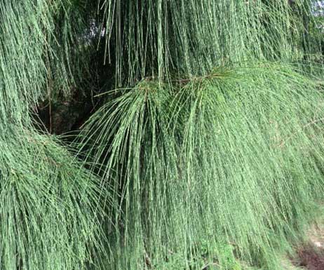 Australian pine needles horsetail invasive tree Florida