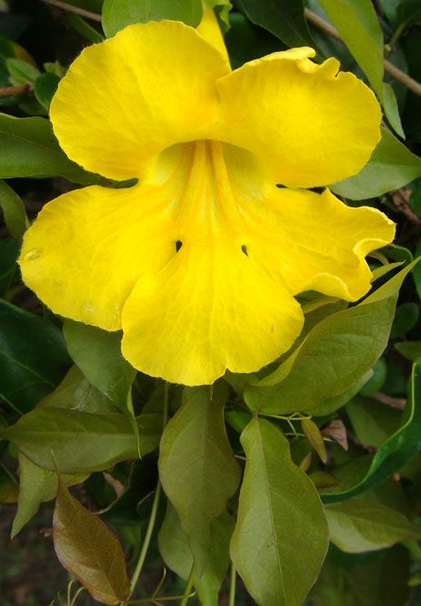 florida in flowering vines yellow Macfadyena © Photo unguis Claire Sunquist cati