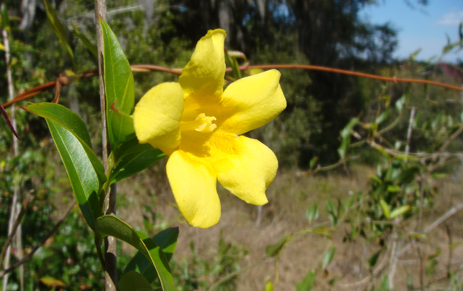 flowering yellow florida vines in Yellow Jessamine Carolina flowering vine yellow Jessamine