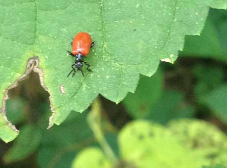 Red air potato beetle Lili beetles Florida invasive