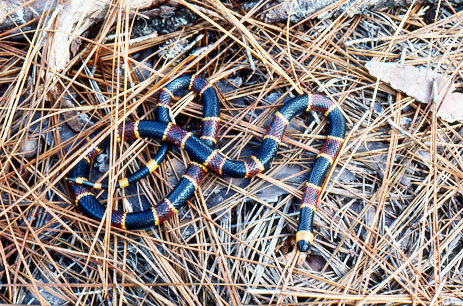 Eastern Coral Snake - Florida eco travel guide