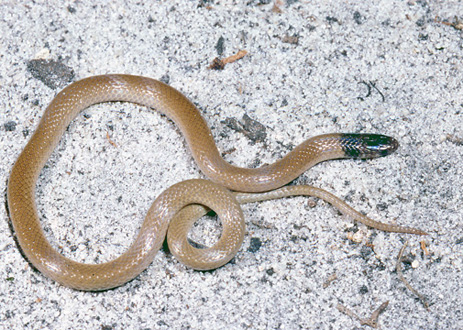 Crowned Snake - Florida eco travel guide