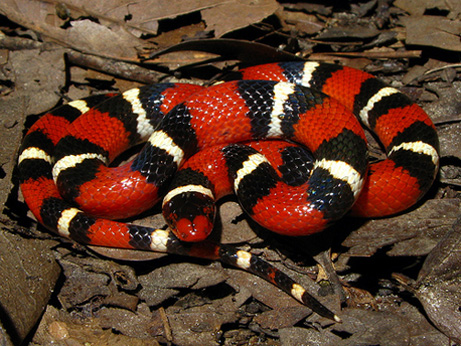 scarlet king snakes