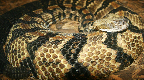 Canebreak rattlesnake timber rattlesnake