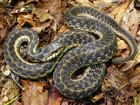 Garter Snake - Florida eco travel guide