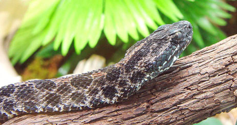 Dusky Pigmy Rattlesnake - Florida eco travel guide