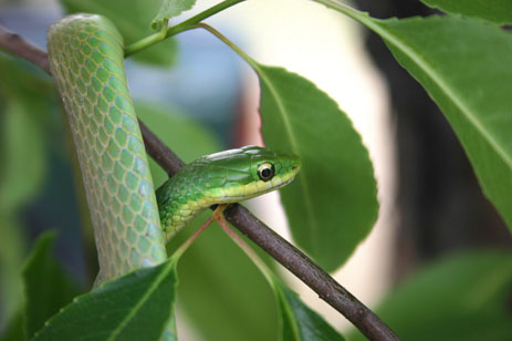 Rough Green Snake - Florida eco travel guide